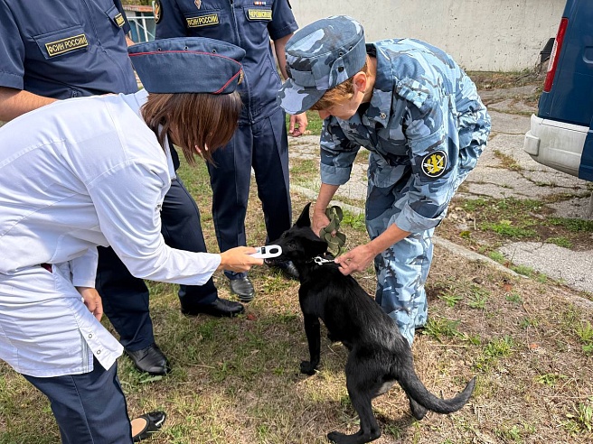 Девять щенков немецкой овчарки отправили из саратовского питомника в Дагестан