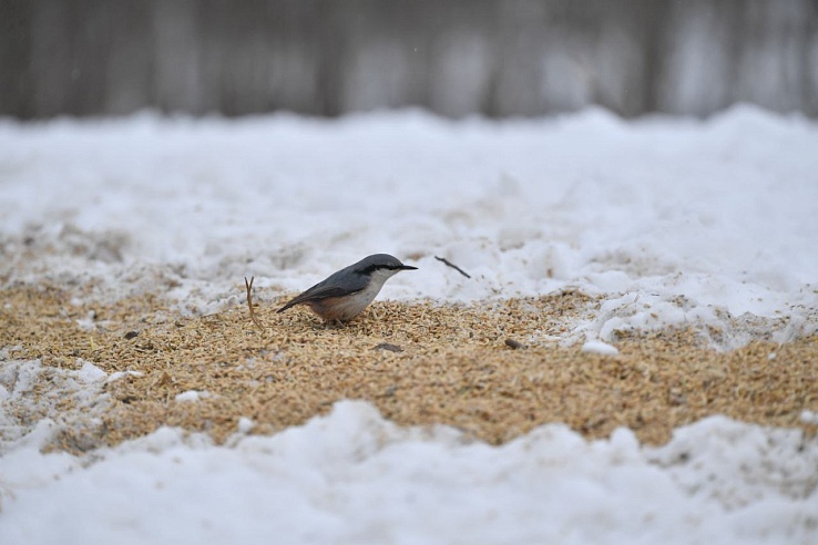 99 памятников природы создано в Саратовской области