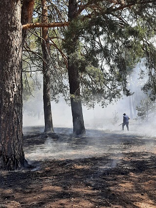 В Воскресенском районе из-за пожара пострадали вековые сосны и лесные обитатели