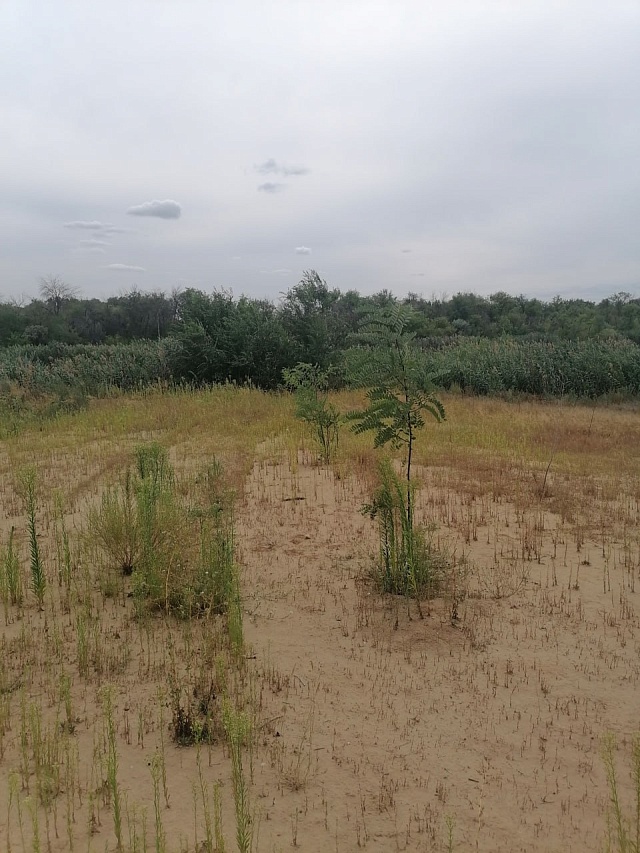 В рамках проекта «Чистая страна» ликвидированы свалки в Аткарске и Энгельсе