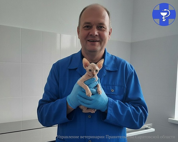Бесшерстный, но требовательный: саратовские ветеринары рассказали, почему за сфинксом нужен особый уход