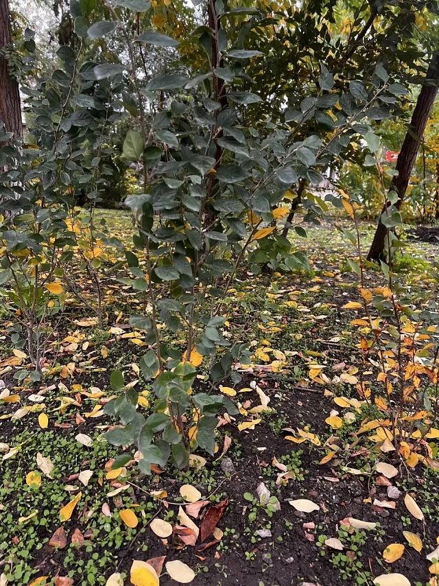 В Саратове вандалы выкопали цветы в сквере на Ильинской площади