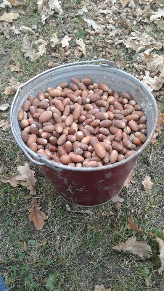 Школьники Балакова и Маркса собирают желуди