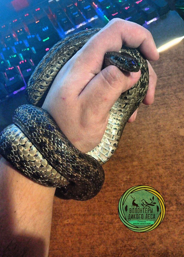 В дом к саратовцам заползла "огромная" змея