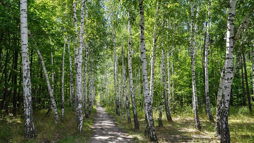 В Саратовской области высадят 5 тыс. га леса