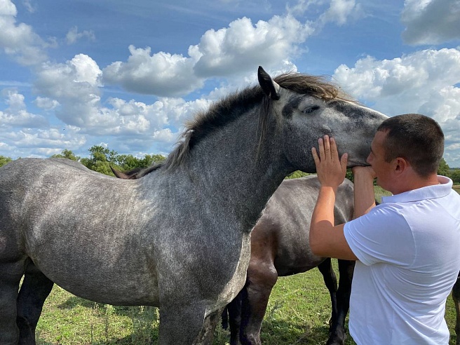 Самый умный конь в Саратовской области весит тонну