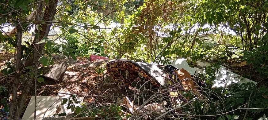 Саратовцы жалуются на крыс