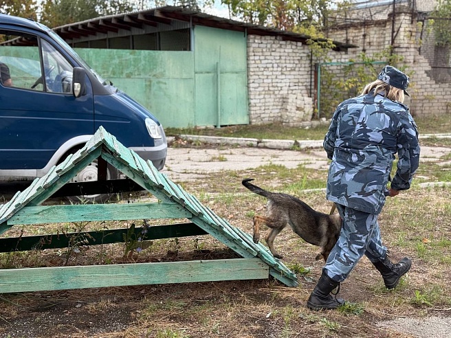 Девять щенков немецкой овчарки отправили из саратовского питомника в Дагестан