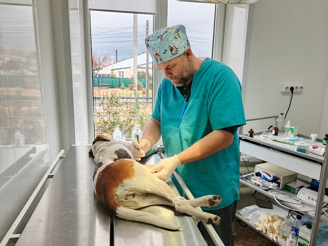 Во время охоты под Саратовом пострадала Лада