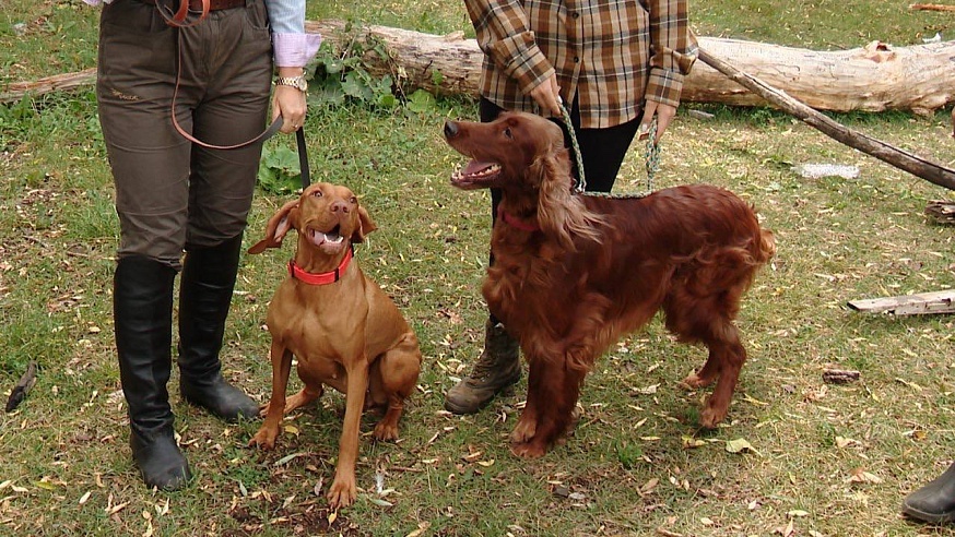 Саратовские охотники вышли в поля с легавыми