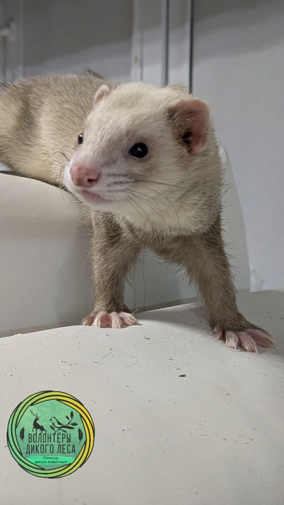 В Саратове волонтеры спасли выброшенного на улицу хорька 