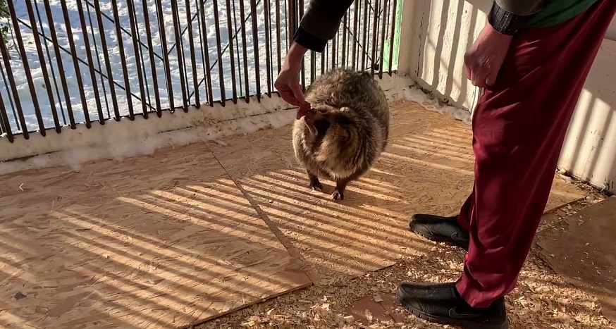 Саратовцам рассказали про енотовидную собаку Мишу и хулигана-песца Федора