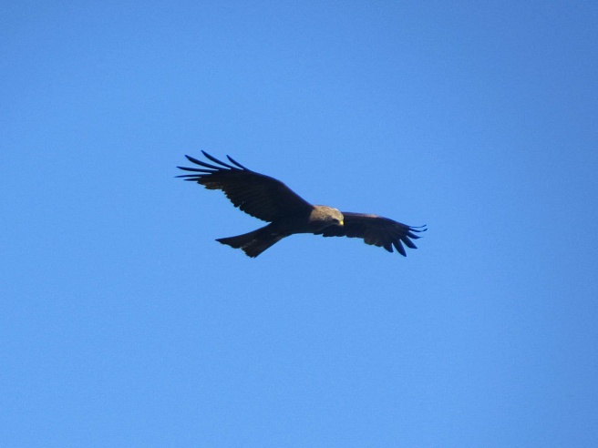 Экоактивисты посчитали птиц на урочище Лысая Гора