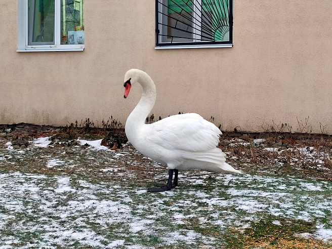 Под Саратовом ветеринары спасли лебедя, пострадавшего от удара током