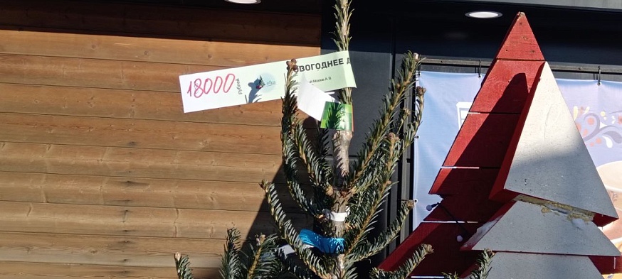 Саратовцам предлагают сосны и пихты от 600 до 50 000 рублей 