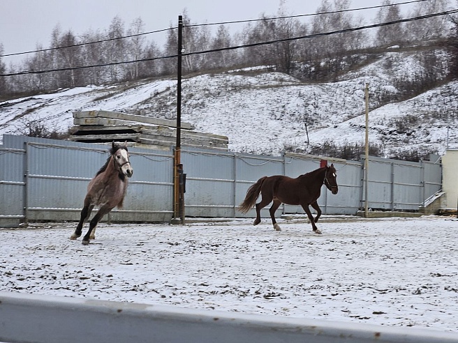 В Саратове нашли символ нового года — "огненную" лошадь