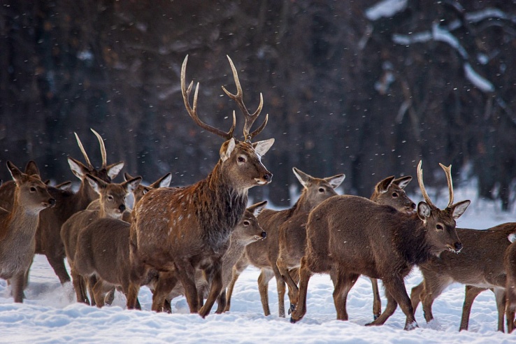 В три района Саратовской области вернулся краснокнижный тетерев
