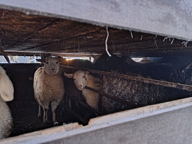90 коз и баранов не доехали до Москвы из-за отсутствия "документов"