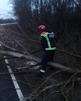 За сутки жители Саратовской области сообщили о 31-м упавшем из-за ветра дереве