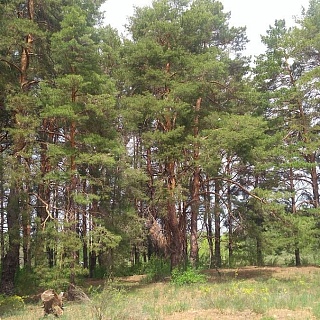В Саратовской области от огня спасли уникальный реликтовый лес