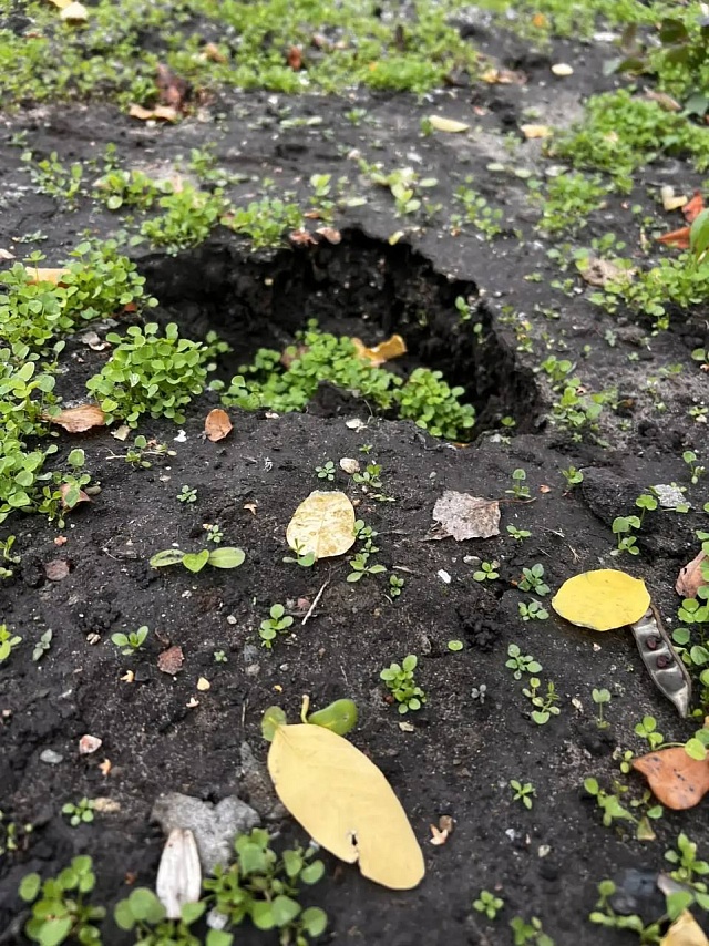 В Саратове вандалы выкопали цветы в сквере на Ильинской площади