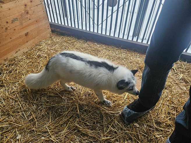 Саратовцам рассказали про енотовидную собаку Мишу и хулигана-песца Федора