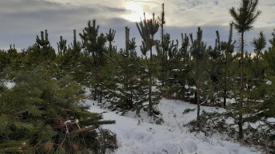 Саратовским журналистам показали заготовку новогодних елок