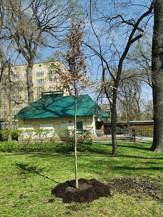 В Горпарке Саратова высадили 20-летние дубы