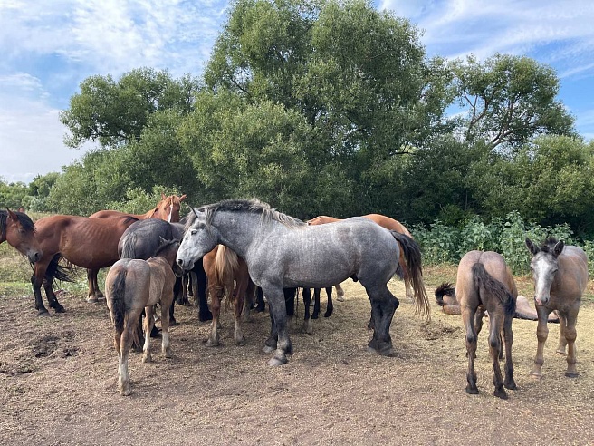 Самый умный конь-тяжеловоз Саратовской области живет под Петровском