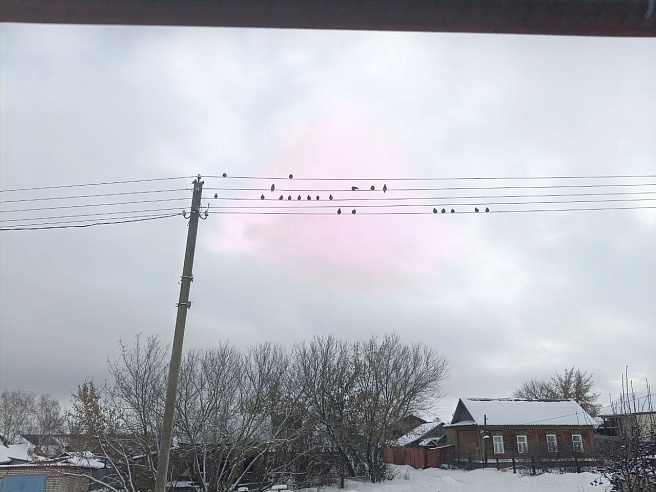 Аткарский район "атаковали" свиристели