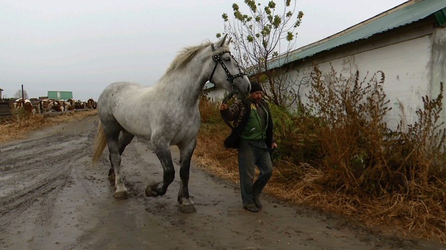 Элитные лошади заработали саратовскому фермеру сотни кубков и медалей 