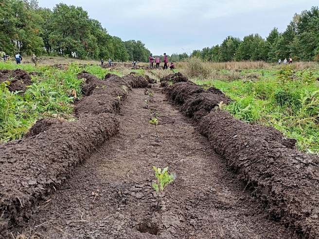 Белую акацию назвали перспективной породой для лесовосстановления в Саратовской области