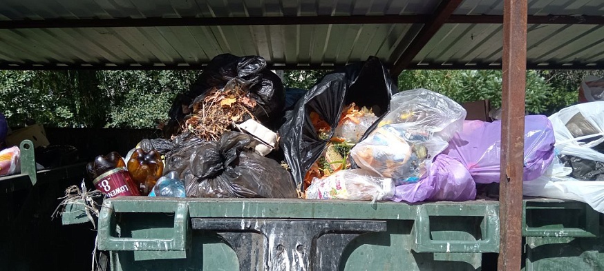 Саратовцы жалуются на крыс