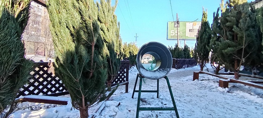 Саратовцам предлагают сосны и пихты от 600 до 50 000 рублей 