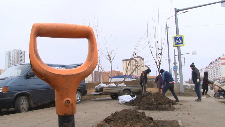 В Саратове идут завершающие высадки саженцев деревьев