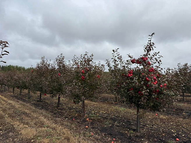 Бывший банкир из Саратова покоряет рынок сочными яблоками