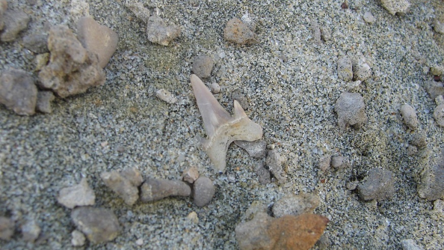 Саратовские ученые обнаружили в области остатки древних морских рыб