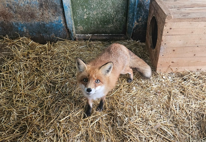 Саратовцам рассказали про енотовидную собаку Мишу и хулигана-песца Федора