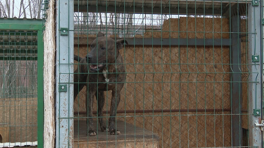 Брошенные "домашние": как в саратовские приюты попадают породистые собаки