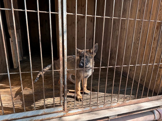 Девять щенков немецкой овчарки отправили из саратовского питомника в Дагестан