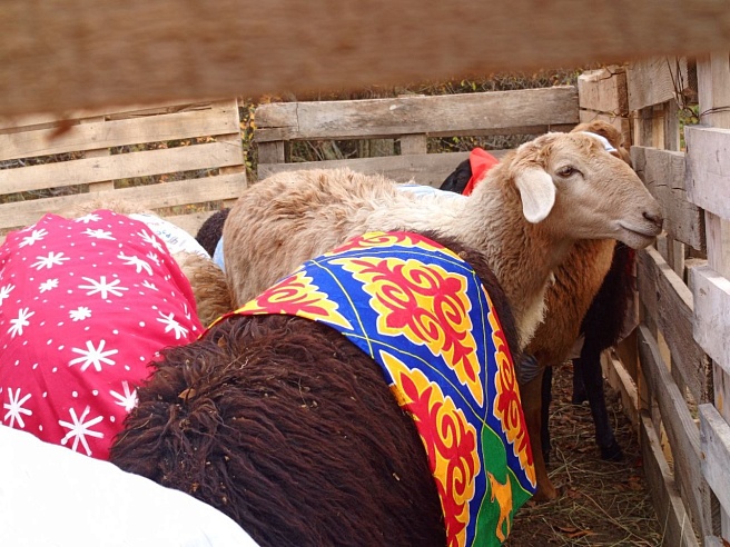 От казахской юрты до таджикского дастархана: новоузенский фестиваль стал мостом между народами