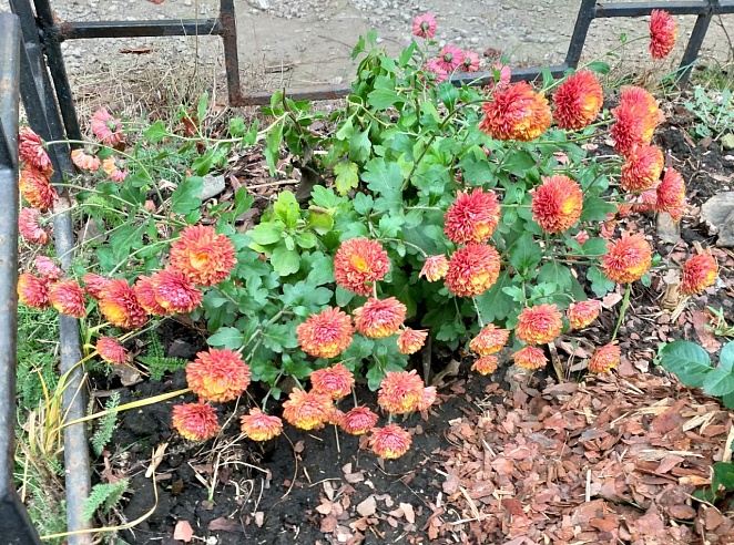 Саратовцы делятся фотографиями "зимнего" урожая