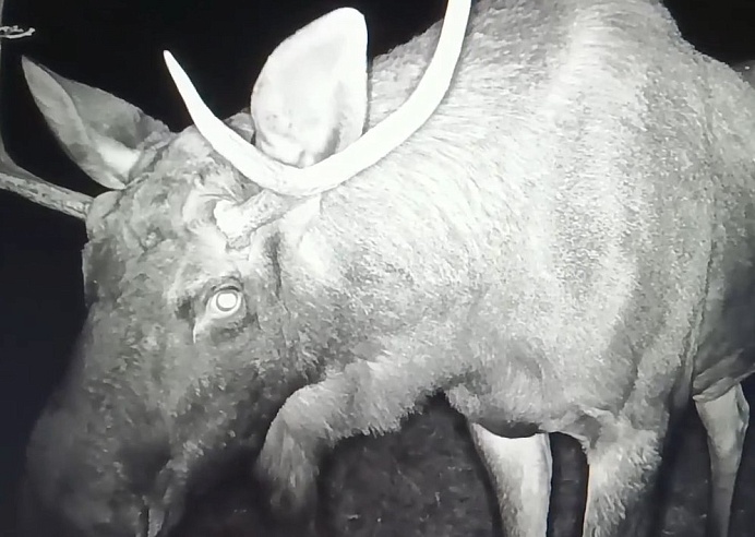 В три района Саратовской области вернулся краснокнижный тетерев