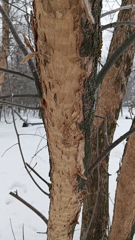 Деревья в Парке Победы Саратова уничтожила изумрудная златка