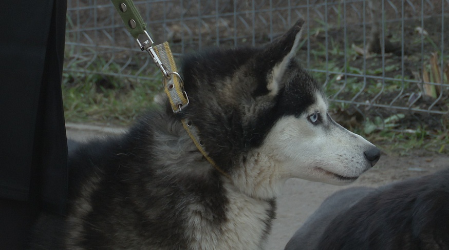 Брошенные "домашние": как в саратовские приюты попадают породистые собаки