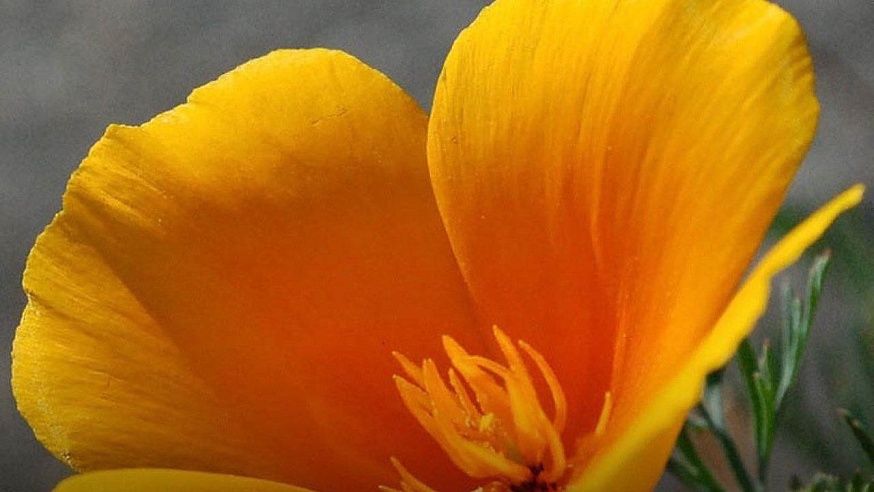 Садовая азбука: какие цветы сеять в мае