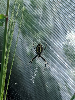 В Саратовской области заметили ядовитого паука-осу