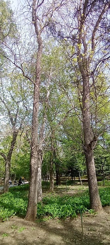 Во время реконструкции сад "Липки" может лишиться части деревьев