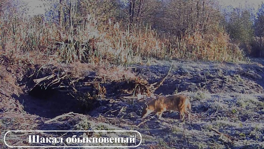 Любопытные лось и косуля изучали фотоловушку биологов на урочище под Саратовом