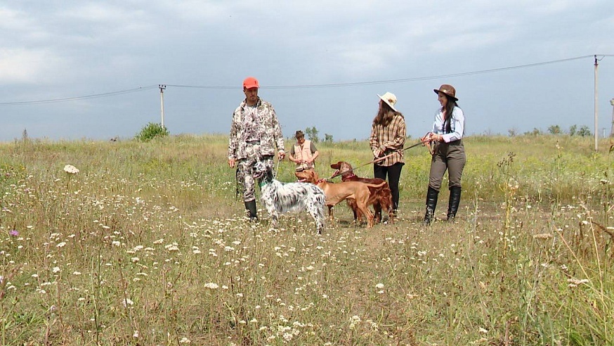 Саратовские охотники вышли в поля с легавыми